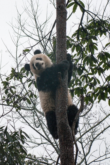 soku_20714.jpg :: 動物 哺乳類 熊猫 パンダ 木のぼり 