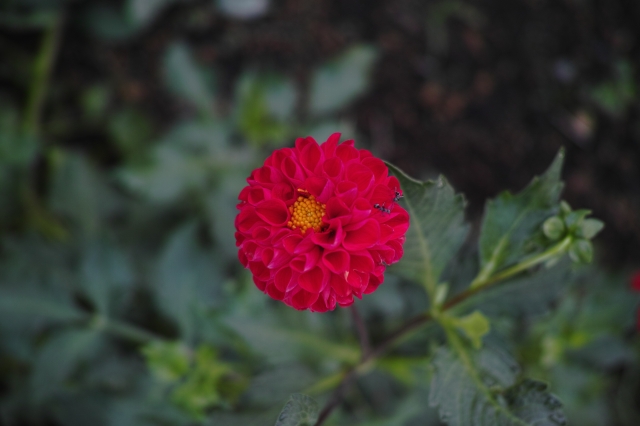soku_20718.jpg :: 植物 花 赤い花 