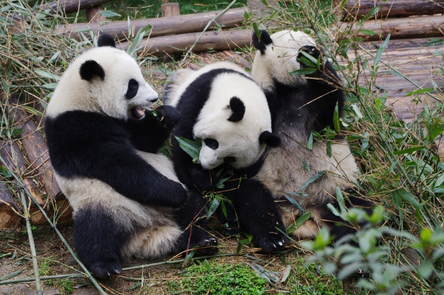 soku_20720.jpg :: 動物 哺乳類 熊猫 パンダ 