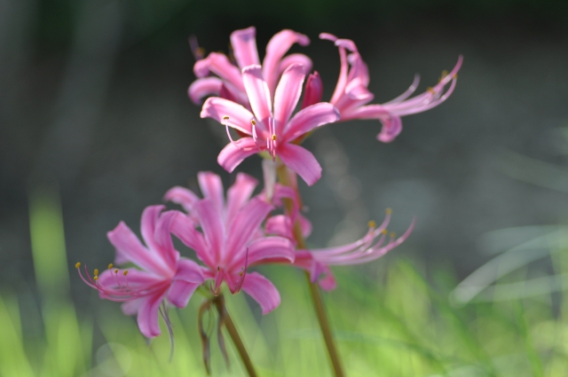 soku_20722.jpg :: 彼岸花 曼珠沙華 植物 花 ピンクの花 
