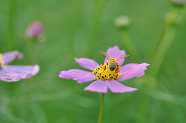 soku_20725.jpg :: コスモス ミツバチ 植物 花 ピンクの花 
