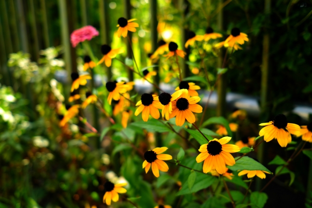 soku_20741.jpg :: 植物 花 黄色い花 