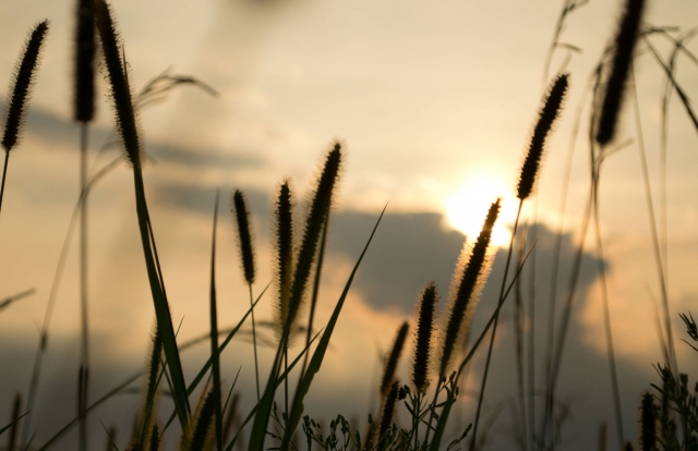 soku_20775.jpg :: 風景 自然 植物 風景 自然 空 夕日 夕焼け 