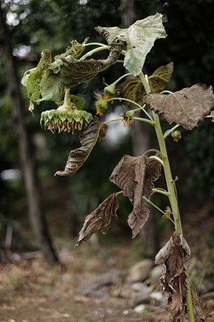 soku_20794.jpg :: 植物 花 向日葵 ヒマワリ 