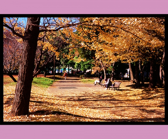 soku_20873.jpg :: 落ち葉 イチョウ 清澄公園 ローライ35S 