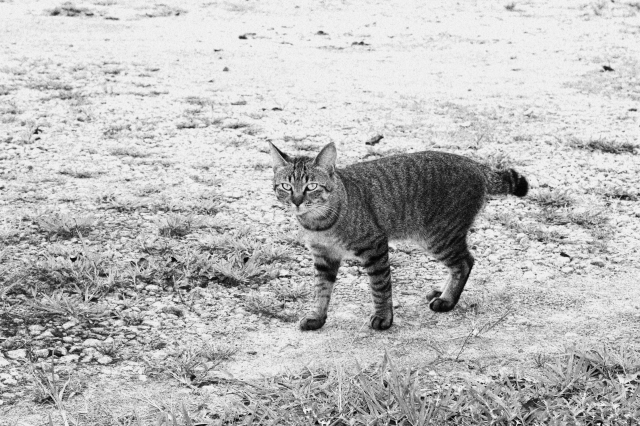 soku_20889.jpg :: ぬこ モノクロ 動物 哺乳類 猫 ネコ 