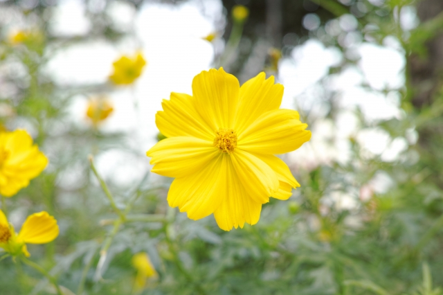 soku_20905.jpg :: 植物 花 黄色い花 