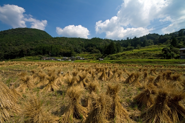 soku_20911.jpg :: 風景 棚田 稲 