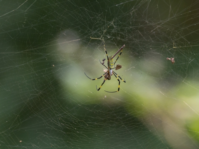 soku_20934.jpg :: 動物 虫 昆虫 蜘蛛 クモ ジョロウグモ 