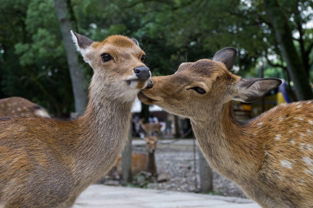 soku_20994.jpg :: 動物 哺乳類 鹿 シカ 子鹿 バンビ 