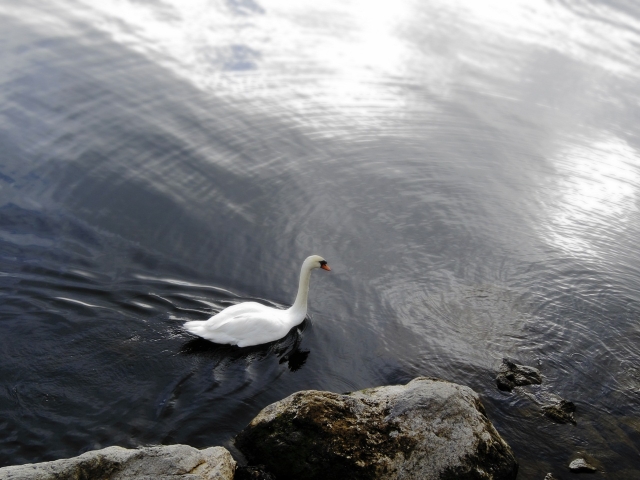 soku_21138.jpg :: PowerShotS95 風景 自然 水分 コンデジ埼玉 lock 湖 山中湖 動物 鳥 白鳥 ハクチョウ コブハクチョウ 
