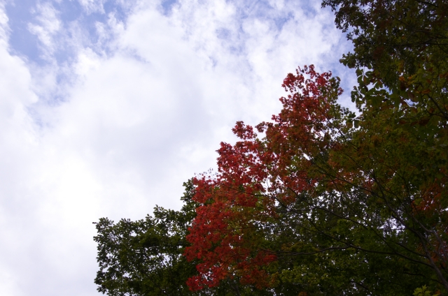 soku_21181.jpg :: 風景 自然 紅葉 赤い紅葉 