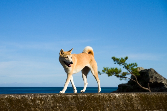 soku_21215.jpg :: 動物 哺乳類 犬 イヌ 
