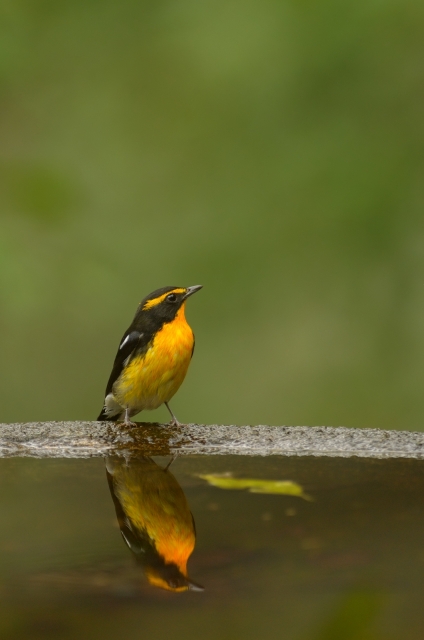 soku_21236.jpg :: 動物 鳥 野山の鳥 キビタキ 