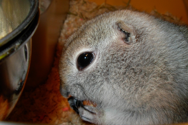 soku_21259.jpg :: リチャードソンジリス 動物 哺乳類 栗鼠 リス 