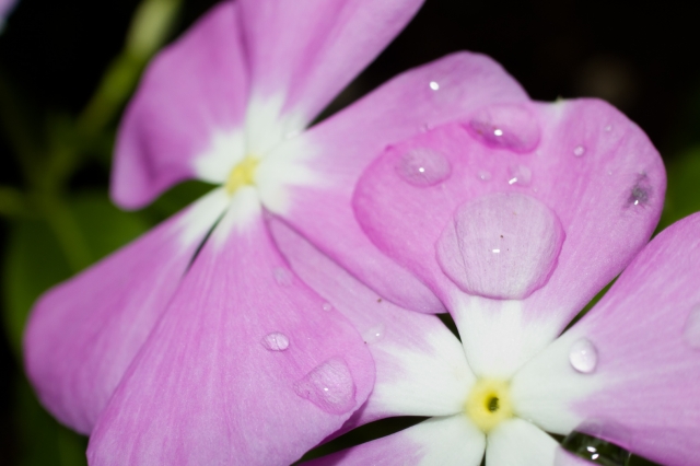 soku_21297.jpg :: 水分 植物 花 ピンクの花 