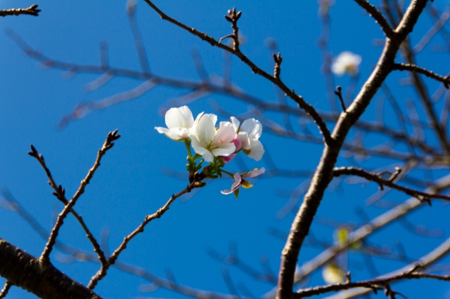 soku_21355.jpg :: 植物 花 桜 サクラ 