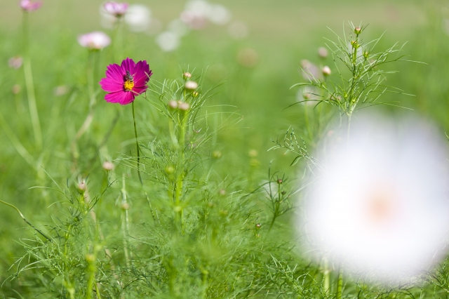 soku_21402.jpg :: 植物 花 秋桜 コスモス 