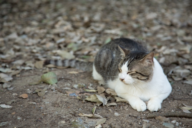 soku_21499.jpg :: 動物 哺乳類 猫 ネコ 