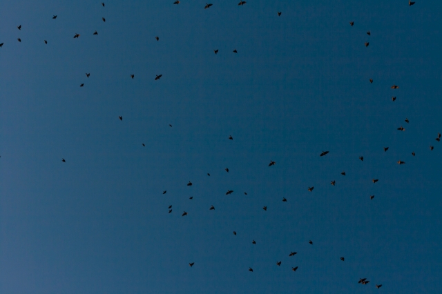 soku_21502.jpg :: 空 動物 鳥 鳥の群れ 