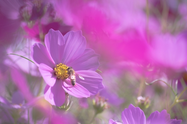 soku_21566.jpg :: コスモス 植物 自然 動物 虫 昆虫 蜂 ハチ 