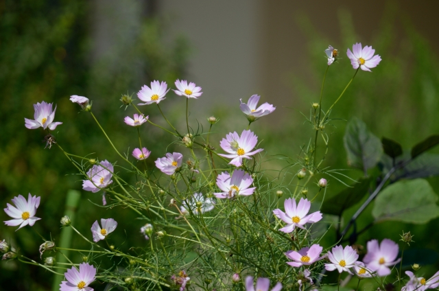 soku_21582.jpg :: 植物 花 秋桜 コスモス 