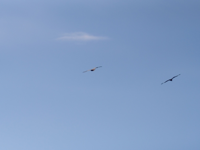 soku_21584.jpg :: 動物 鳥 猛禽類 鳶 トビ 