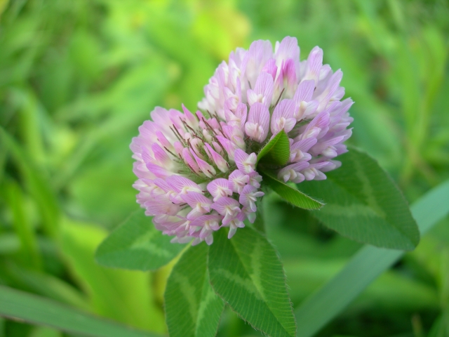 soku_21595.jpg :: 植物 花 ピンクの花 