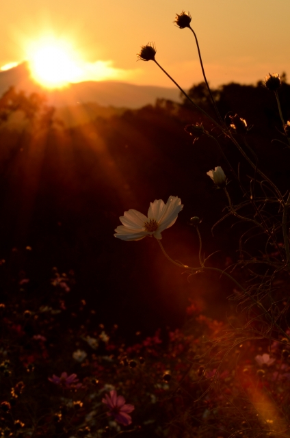 soku_21605.jpg :: 植物 花 秋桜 コスモス 夕日 