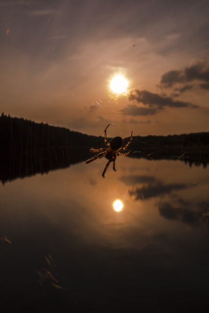 soku_21607.jpg :: 蜘蛛 太陽 川 水分少し 風景 自然 水面 水鏡 