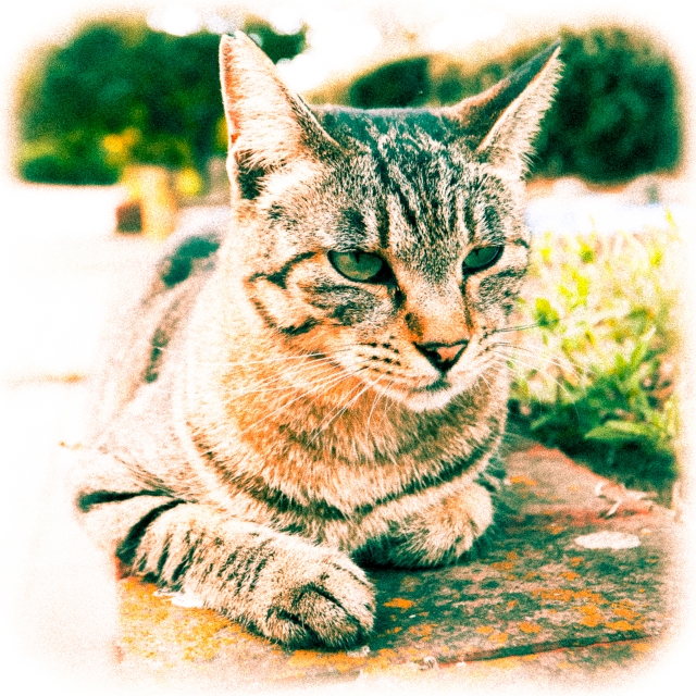 soku_21661.jpg :: 動物 哺乳類 猫 ネコ 