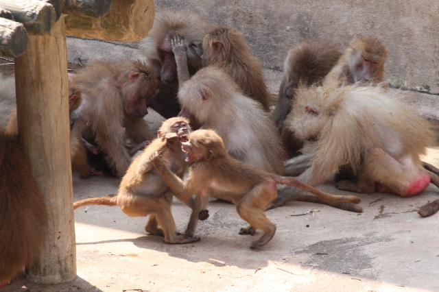 soku_21825.jpg :: 動物園 平川動物園 猿 