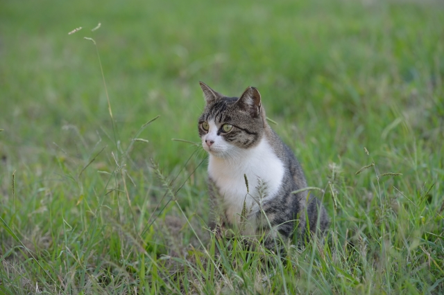 soku_21839.jpg :: 動物 哺乳類 猫 ネコ 