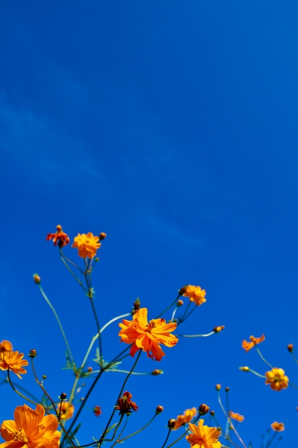 soku_21877.jpg :: 植物 花 オレンジ色の花 マリーゴールド 