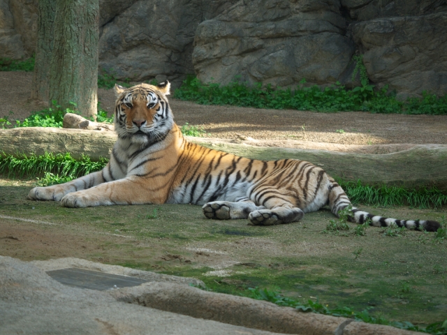 soku_22005.jpg :: 動物 日本平動物園 トラ アムールトラ 