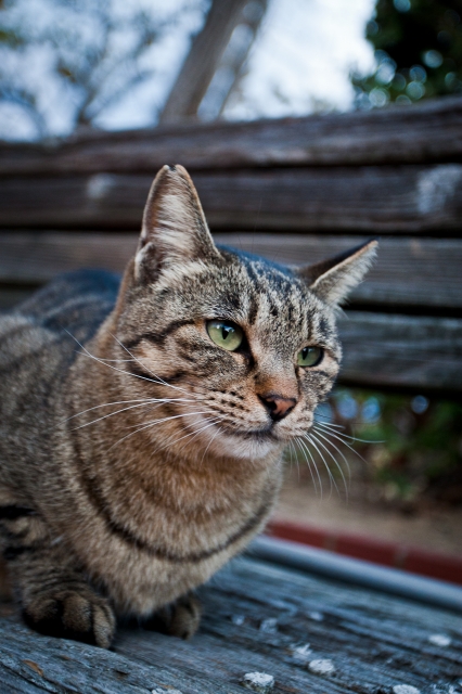 soku_22033.jpg :: 動物 哺乳類 猫 ネコ 