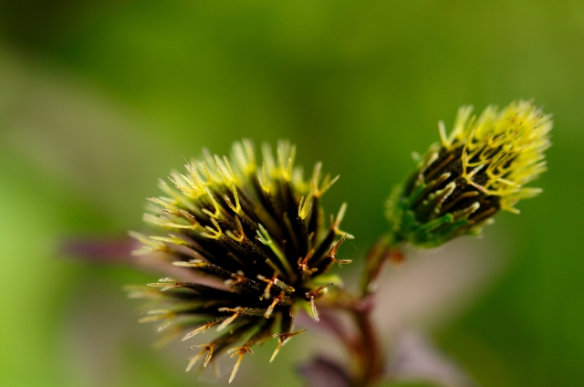 soku_22082.jpg :: コセンダングサ 植物 草葉 草 