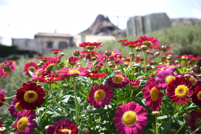soku_22332.jpg :: 遊園地 テーマパーク ディズニーランド 植物 花 赤い花 