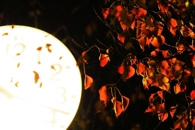 soku_22345.jpg :: 深夜 樹木 風景 自然 紅葉 