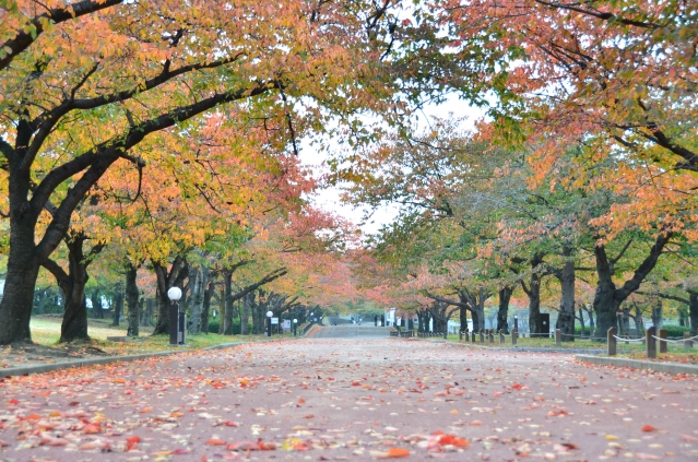 soku_22361.jpg :: 風景 街並み 公園 自然 紅葉 