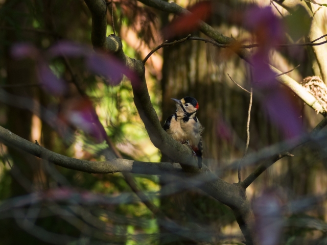 soku_22372.jpg :: 動物 鳥 野山の鳥 アカゲラ 