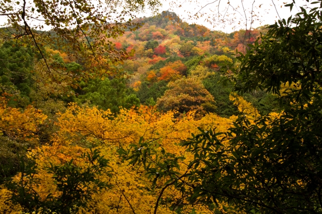 soku_22380.jpg :: 風景 自然 山 紅葉 