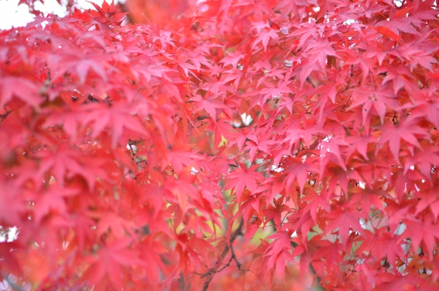 soku_22382.jpg :: 風景 自然 紅葉 赤い紅葉 楓 