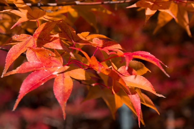 soku_22417.jpg :: 自然 風景 紅葉 もみじ 高の瀬峡 