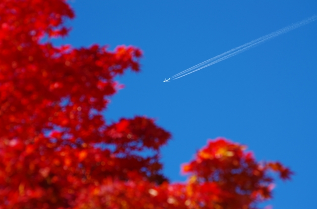 soku_22464.jpg :: 風景 自然 空 飛行機雲 紅葉 