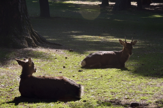 soku_22663.jpg :: 公園 奈良公園 鹿 