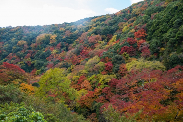 soku_22684.jpg :: 風景 自然 紅葉 山の紅葉 