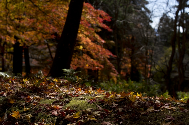 soku_22744.jpg :: 京都 紅葉 毘沙門堂 