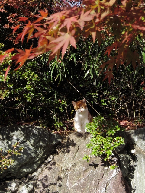 soku_22750.jpg :: PowerShotS95 風景 自然 コンデジ埼玉 lock 動物 哺乳類 猫 ネコ 紅葉 赤い紅葉 