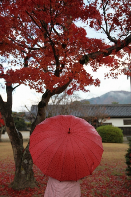 soku_22770.jpg :: 風景 自然 紅葉 傘 